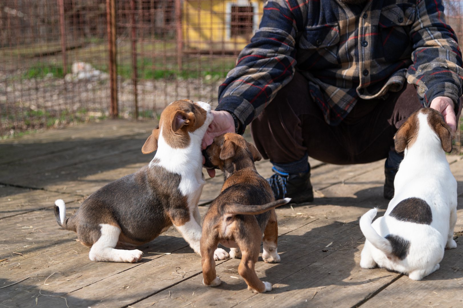 Group of cute rescued puppies with volunteer during socialization and obedience training in shelter for homeless dogs