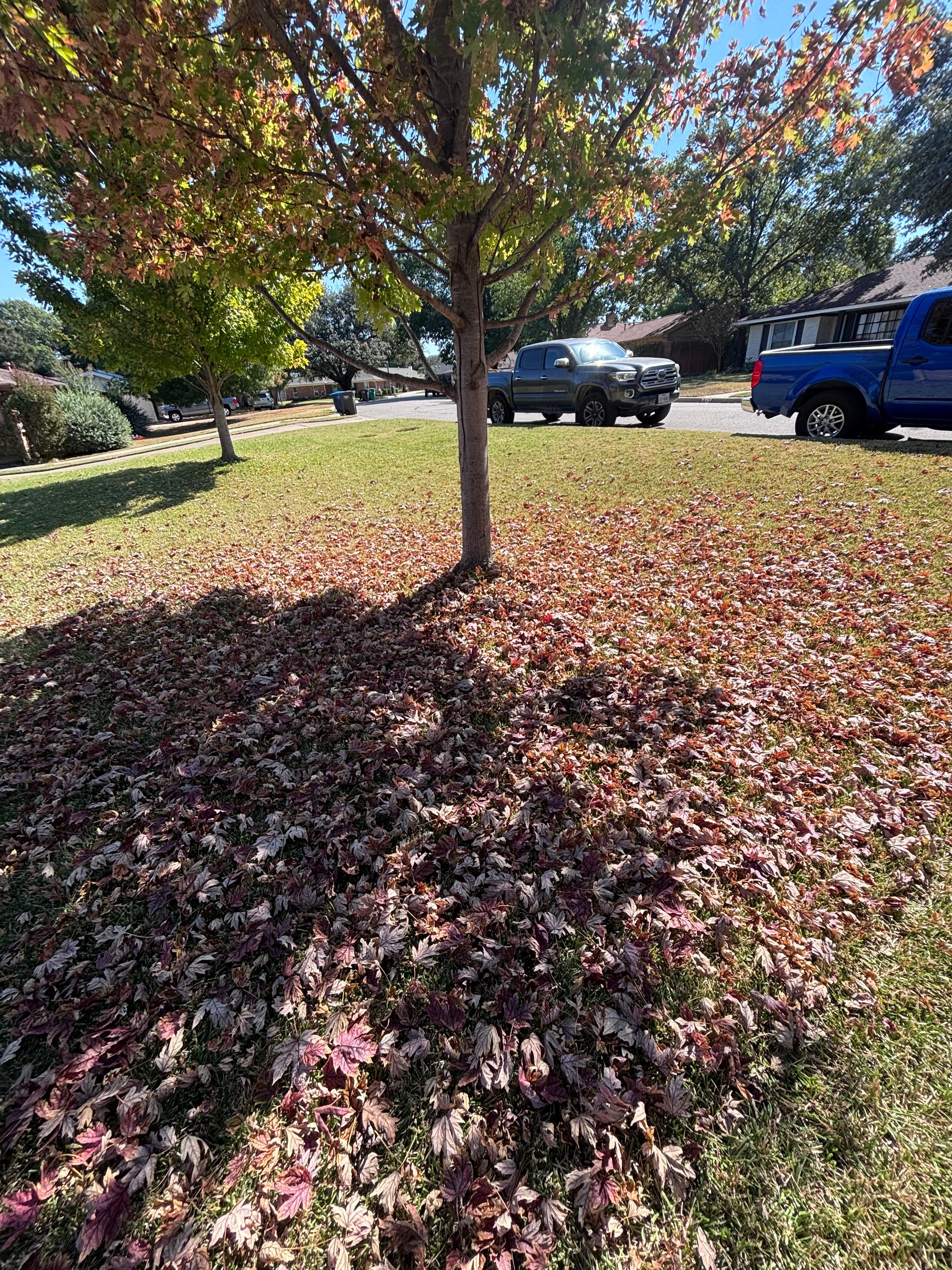 Quality lawn and property care services