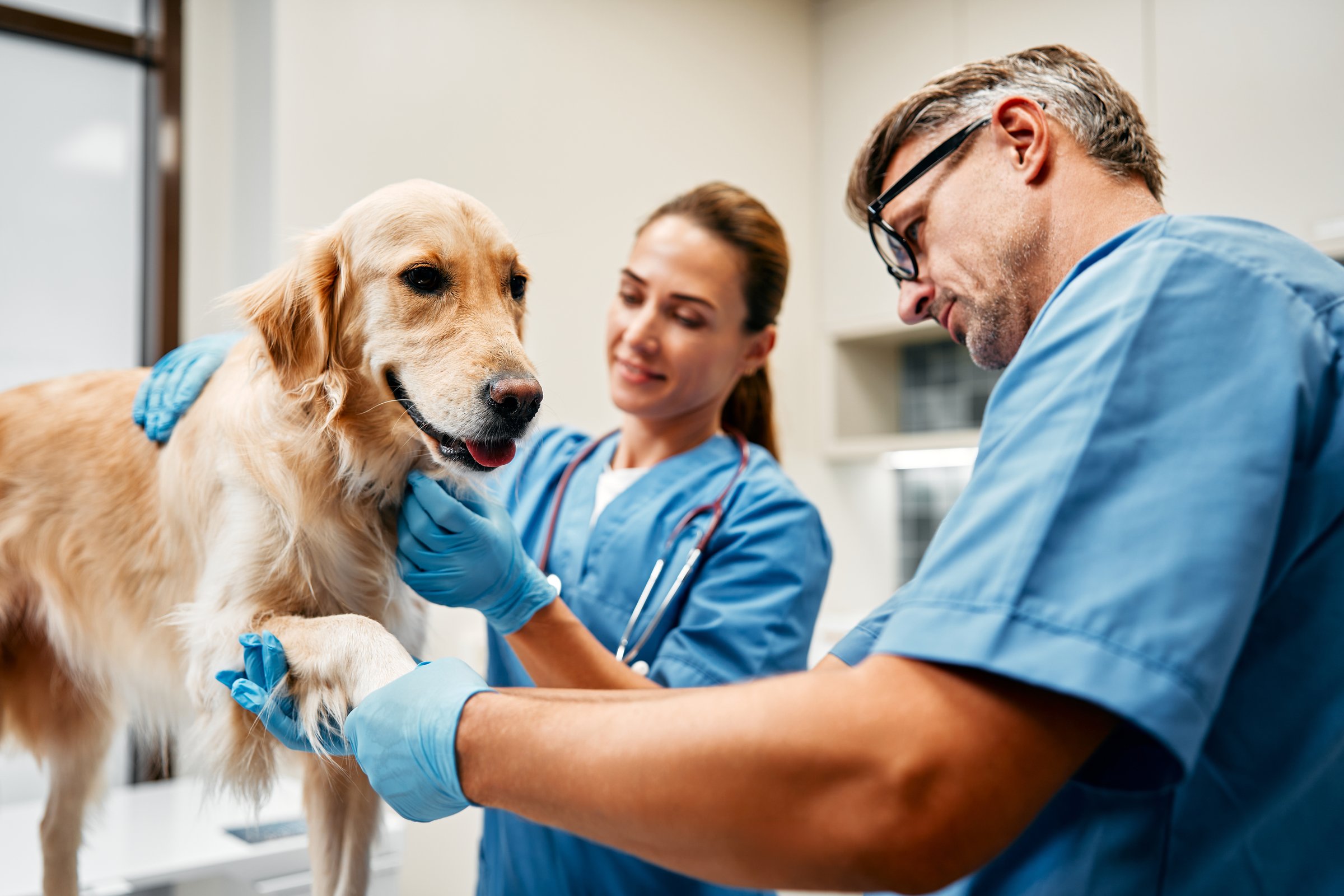 Veterinarians doctors in blue uniforms conduct a routine examination of a dog on a table in a modern office of a veterinary clinic. Treatment and vaccination of pets.