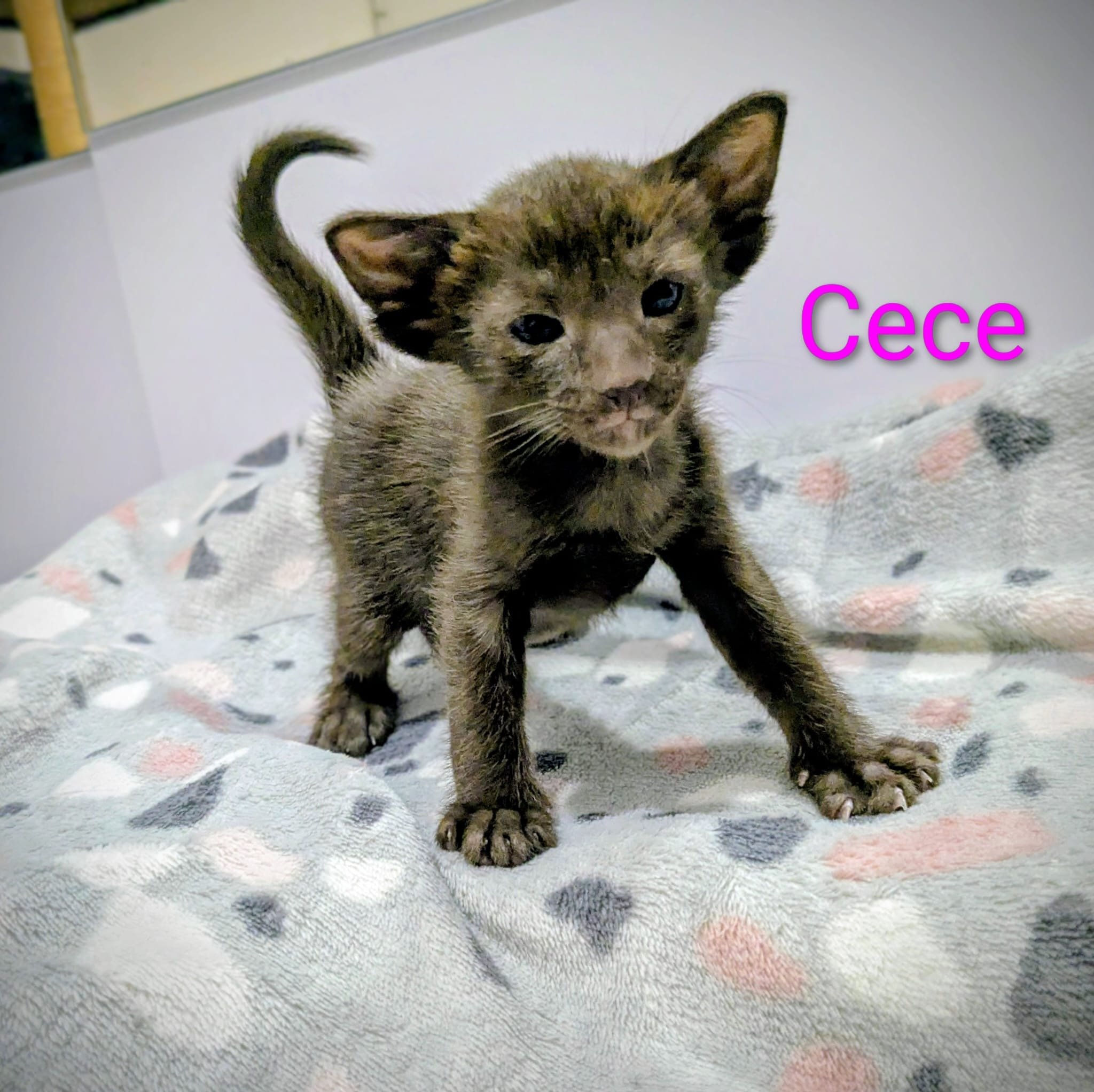 Cece - Havana Brown Oriental short hair cat