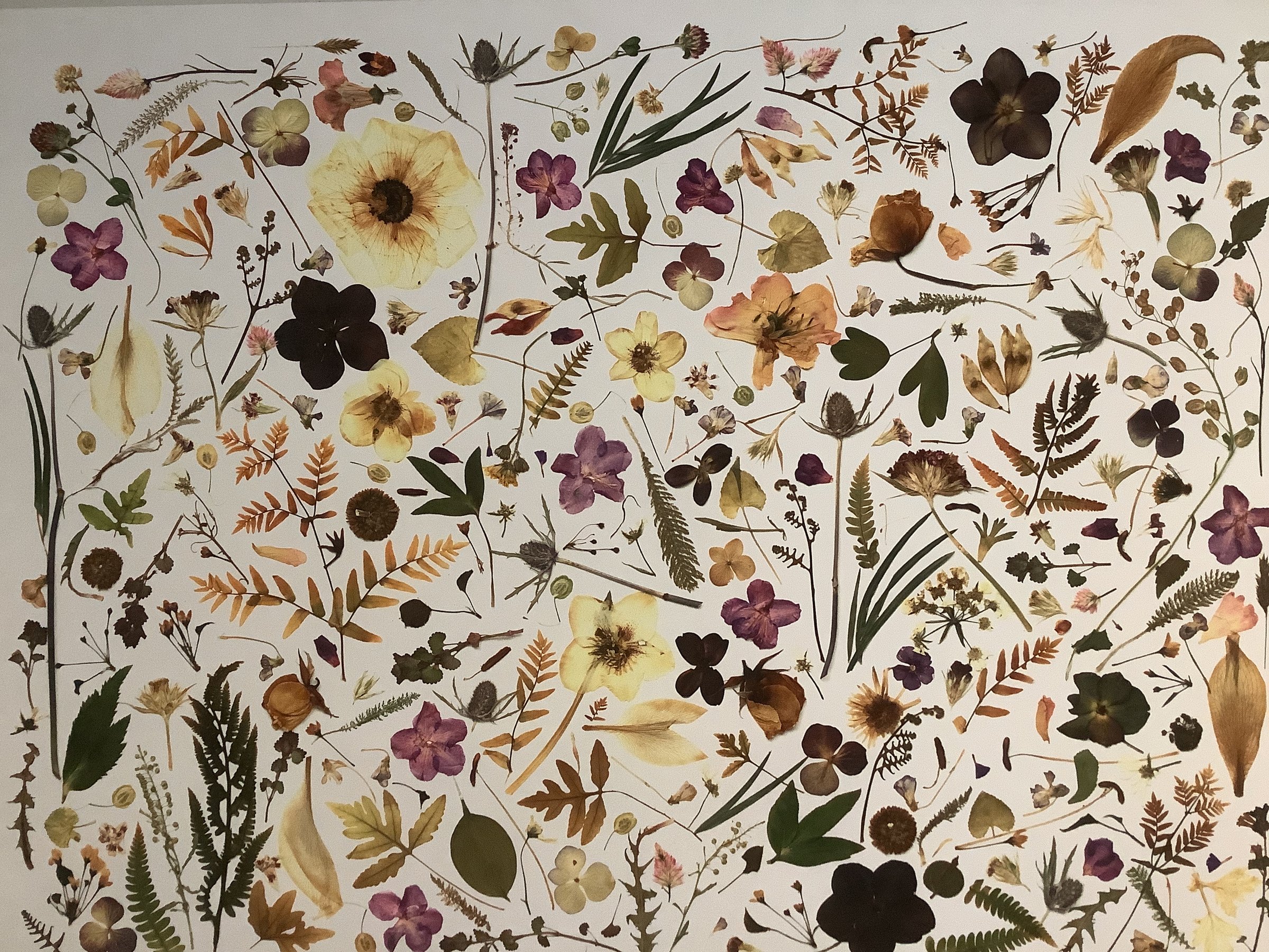 Pressed Flower Artwork 5