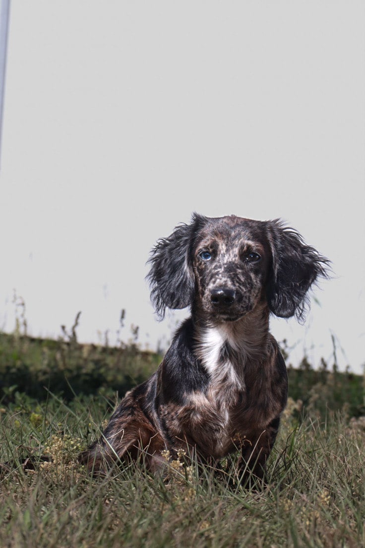 Dapper Dachshunds
