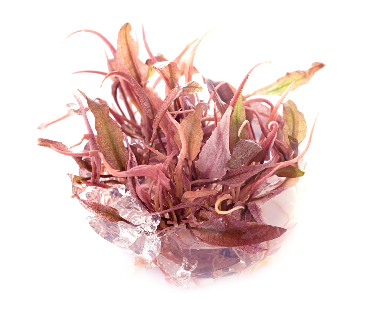 Cryptocoryne Flamingo in front of white background