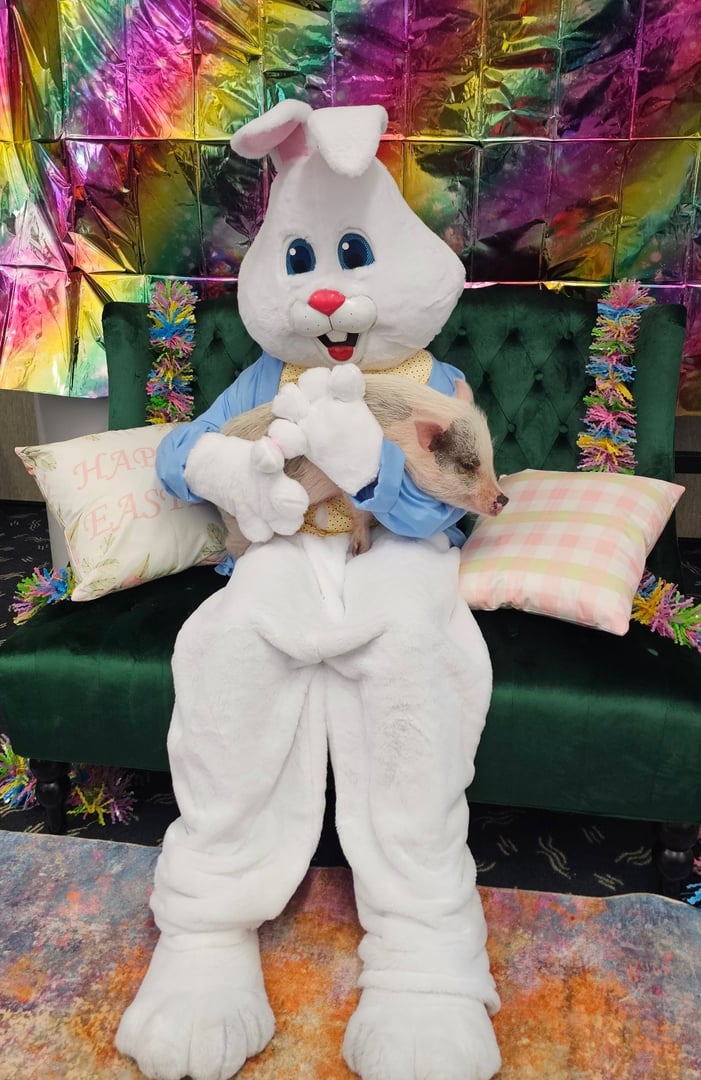 Cute piglet in rustic setting