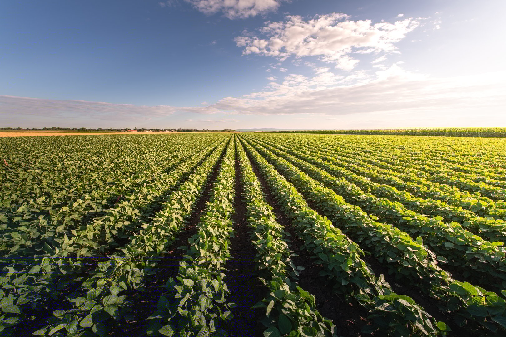 Open soybean field at sunset.Soybean field .
