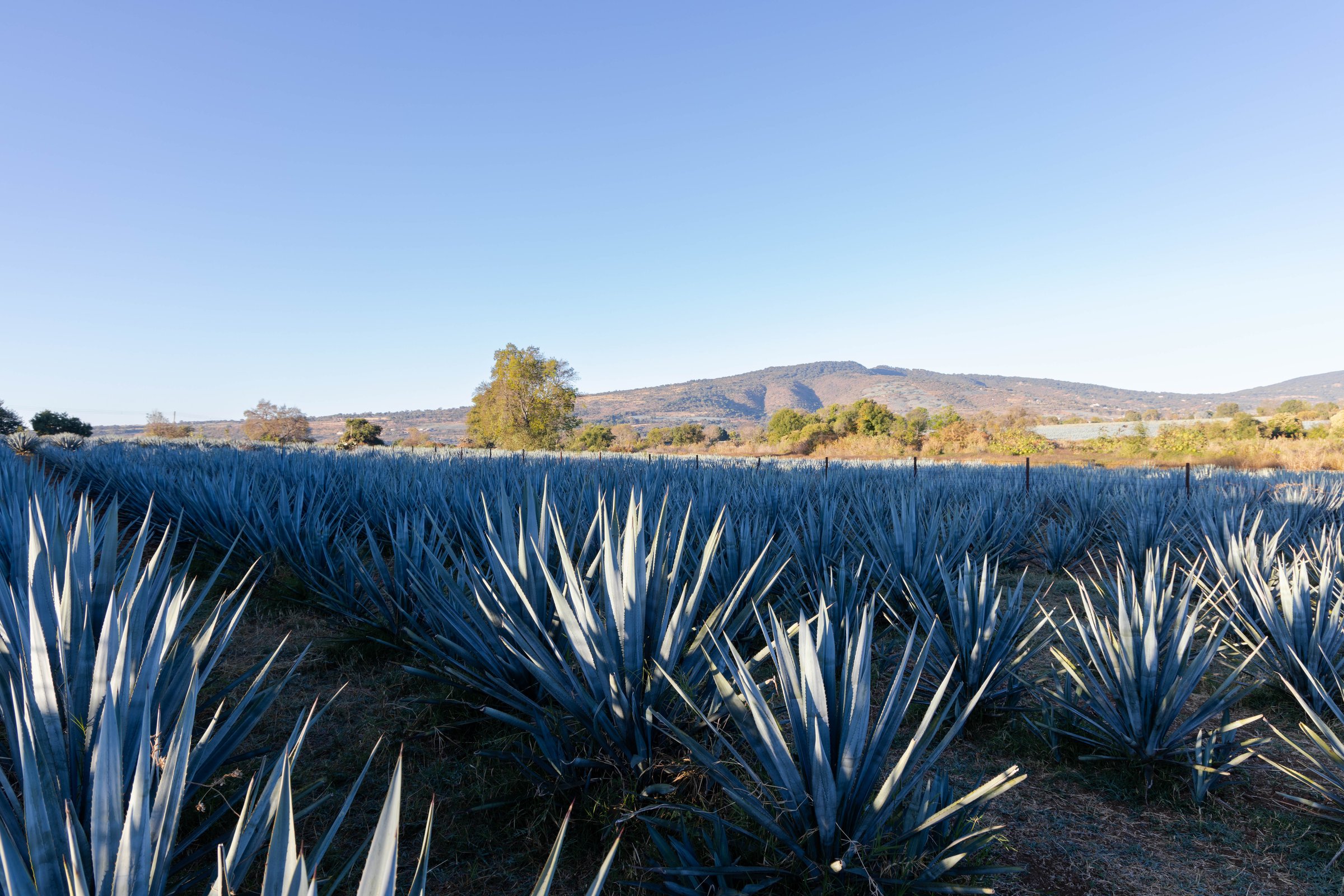 agave panorama by day in which you can see the entire agave field in Jalisco, Mexico