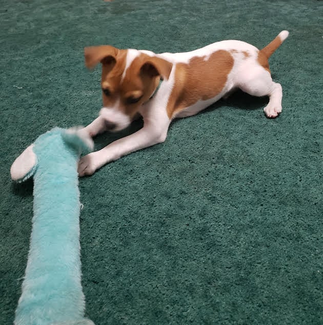 Sweet baby Pancho showing his adorable puppy personality and Jack Russell features