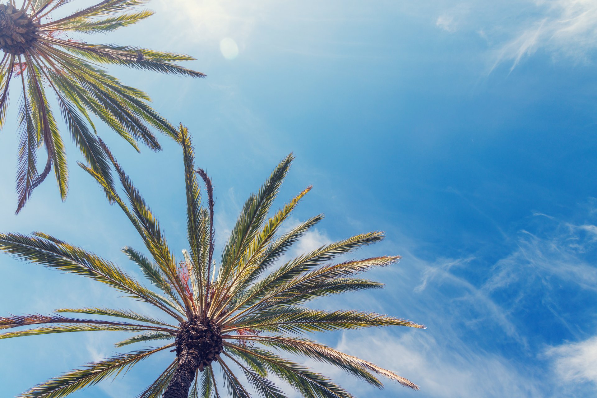 Tall, vibrant palm trees reaching towards a clear blue sunny sky, epitomizing tropical bliss and warm, serene weather. A classic scene of summer and relaxation