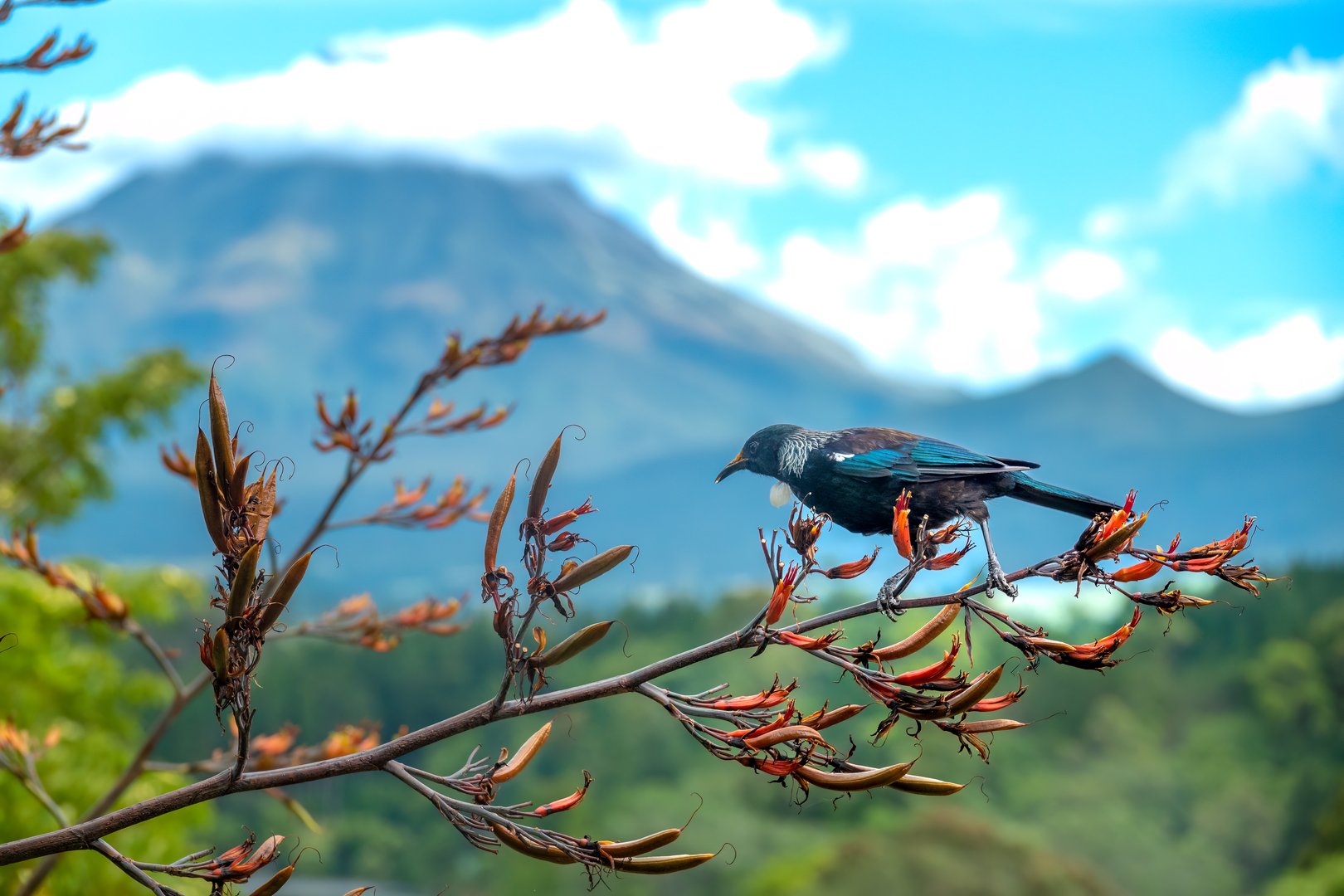 Tui bird (TÅ«Ä«) (Prosthemadera novaeseelandiae), a unique an endemic passerine species only found in New Zealand.