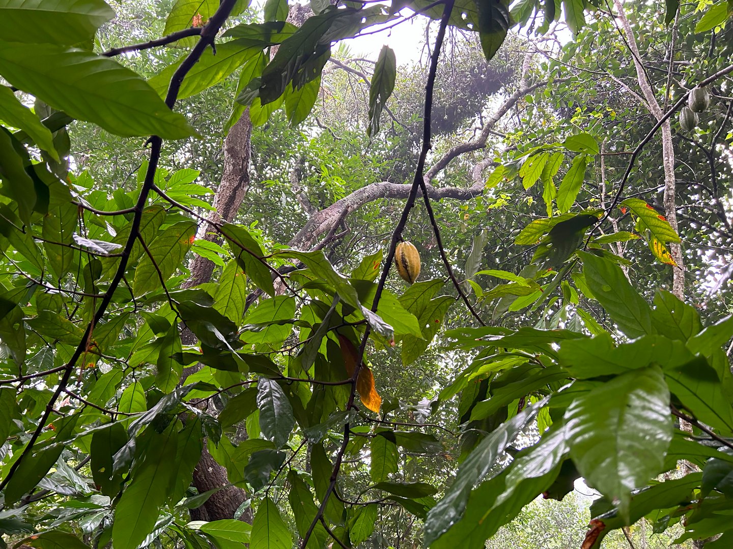 Cocoa plant with fruits