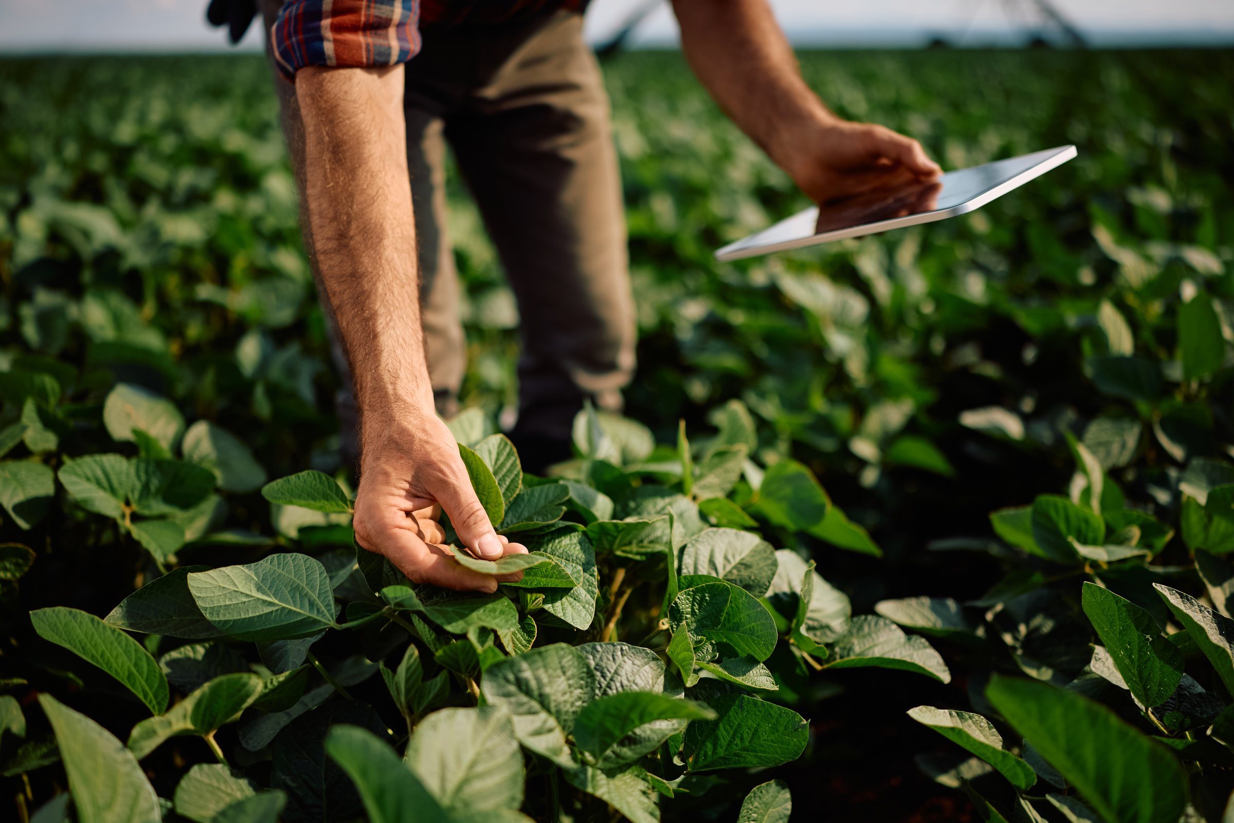 Close up of farmer with digital tablet while examining crops in soybean field.
