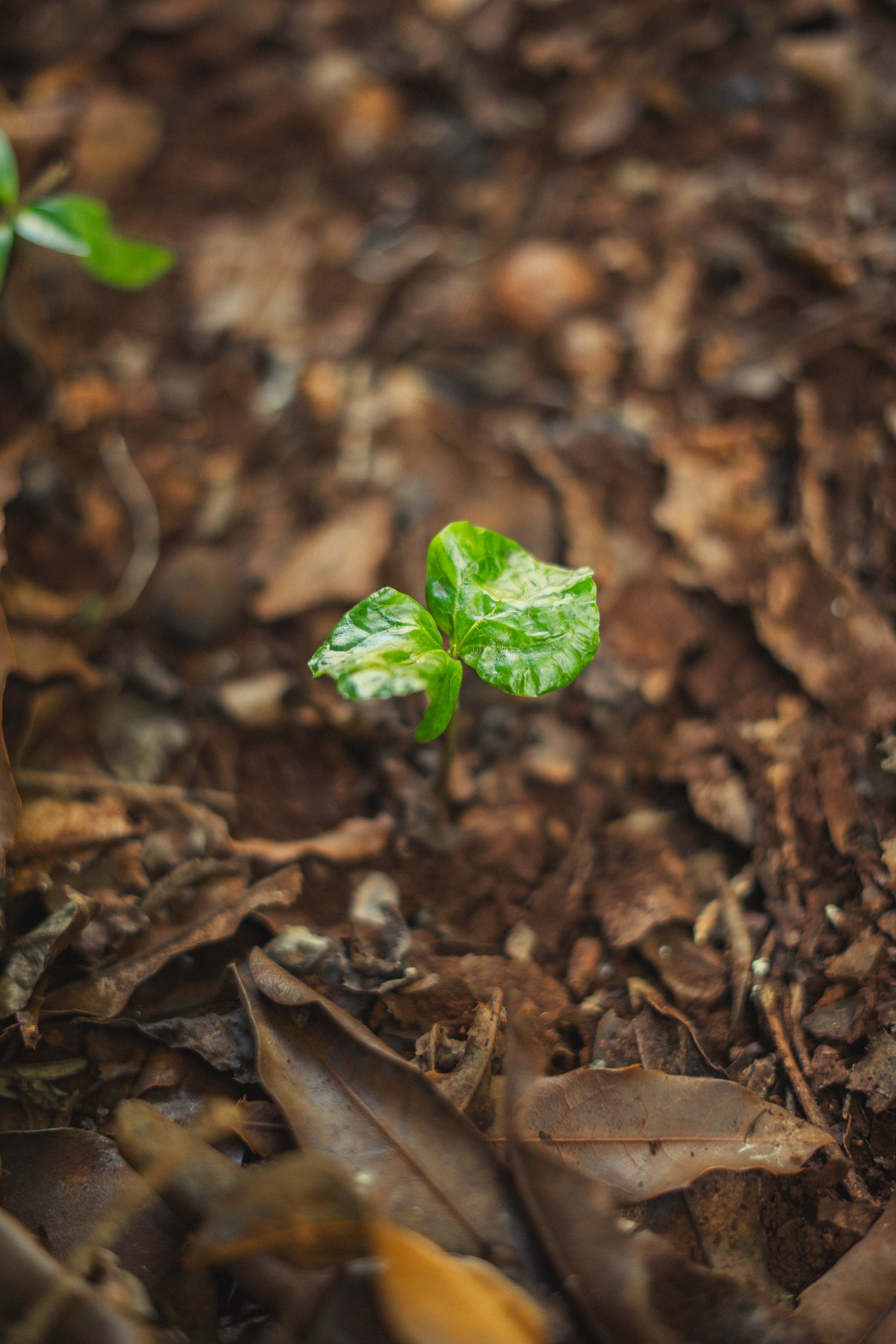 Sustainable Farming Visual