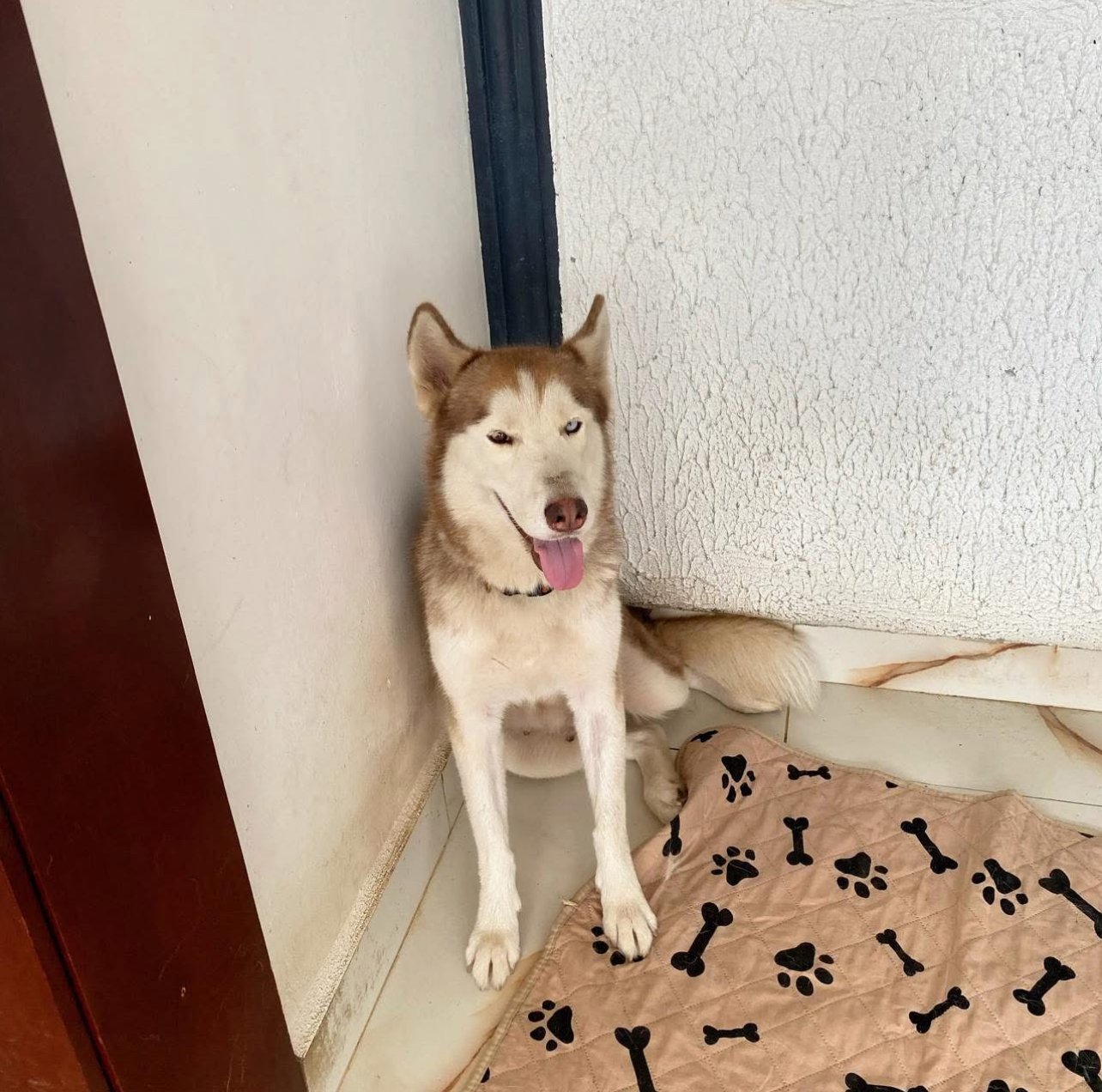 Animal rescatado disponible para adopción