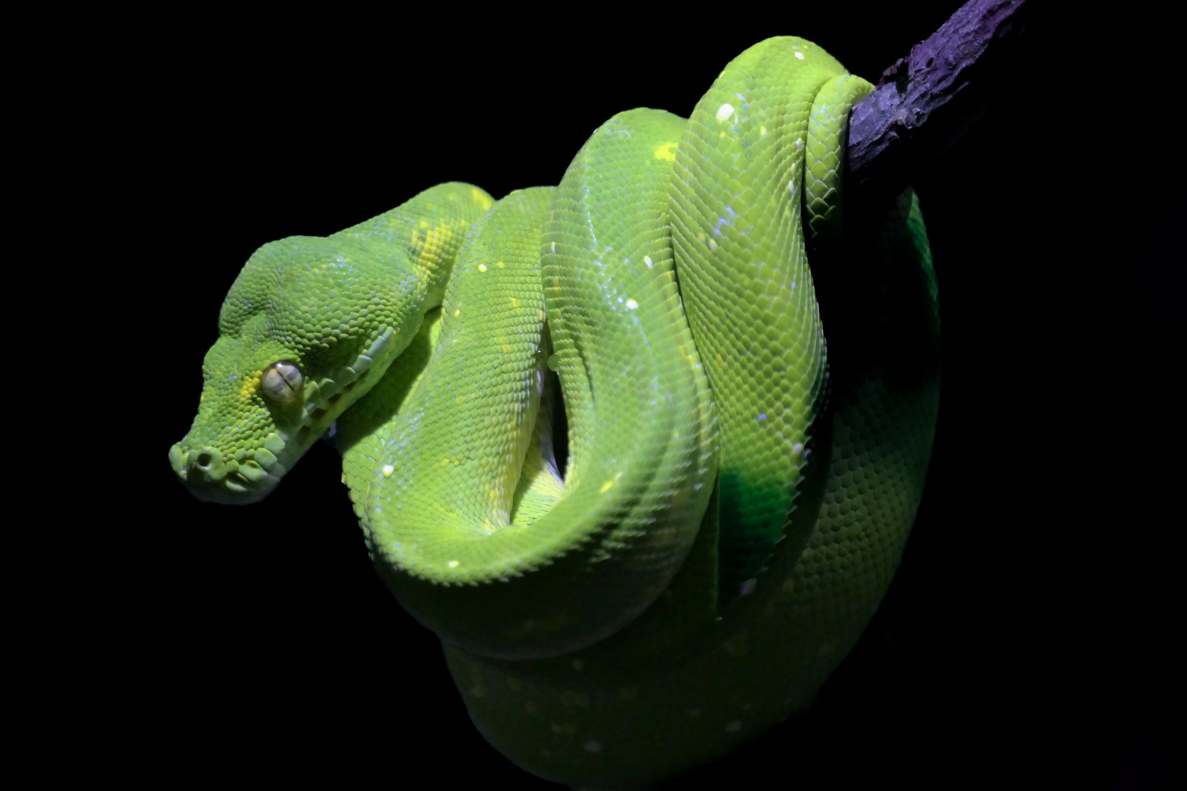 A vibrant green tree python (Morelia viridis) coiled tightly around a branch, highlighted against a dark, moody background. Its scales shimmer with flecks of yellow and white, creating a striking contrast with the deep shadows.