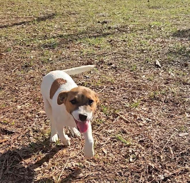 Brownie - Jack Russell Terrier male puppy available from Tomlin Farms