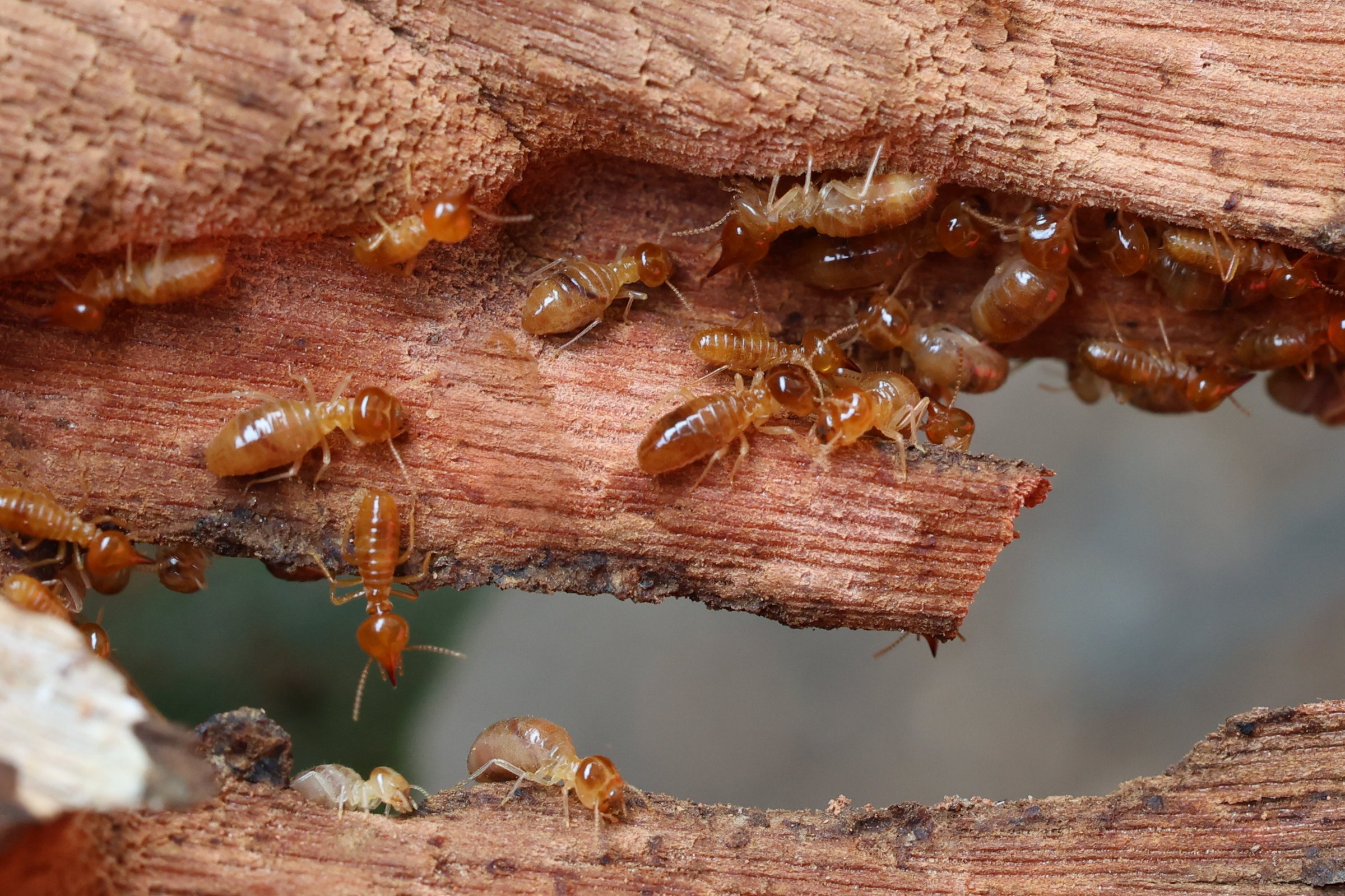 Termites are small insects that live in underground nests and termite mounds. Termites can consume wooden structures of a house and other parts such as wooden floors, windows, doors, and furniture