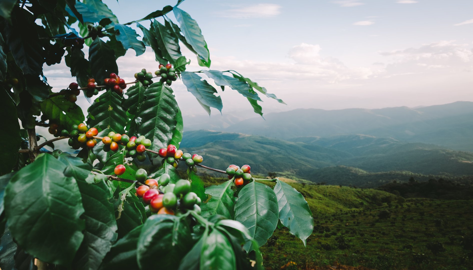 Lush organic coffee plantation with mountain landscape