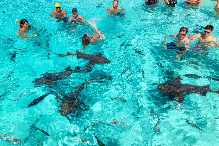 People swimming in clear turquoise water with sharks and fish around them.