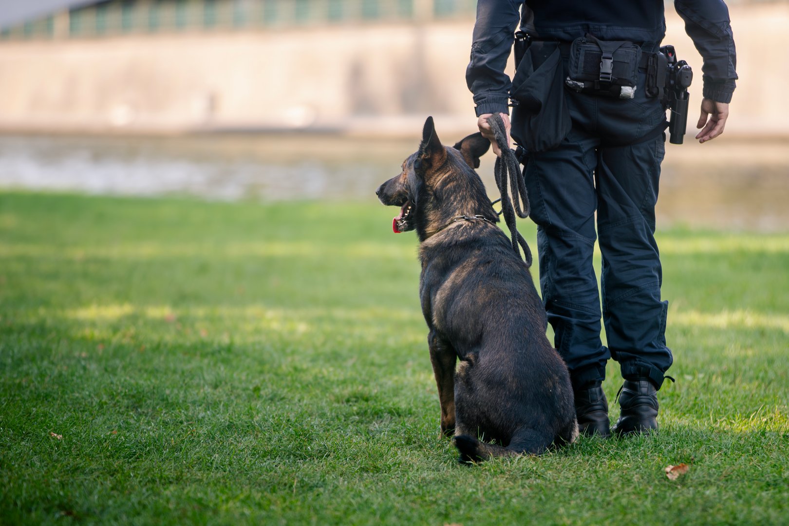Police patrol with dog. Selective focus on german shepherd in harness.