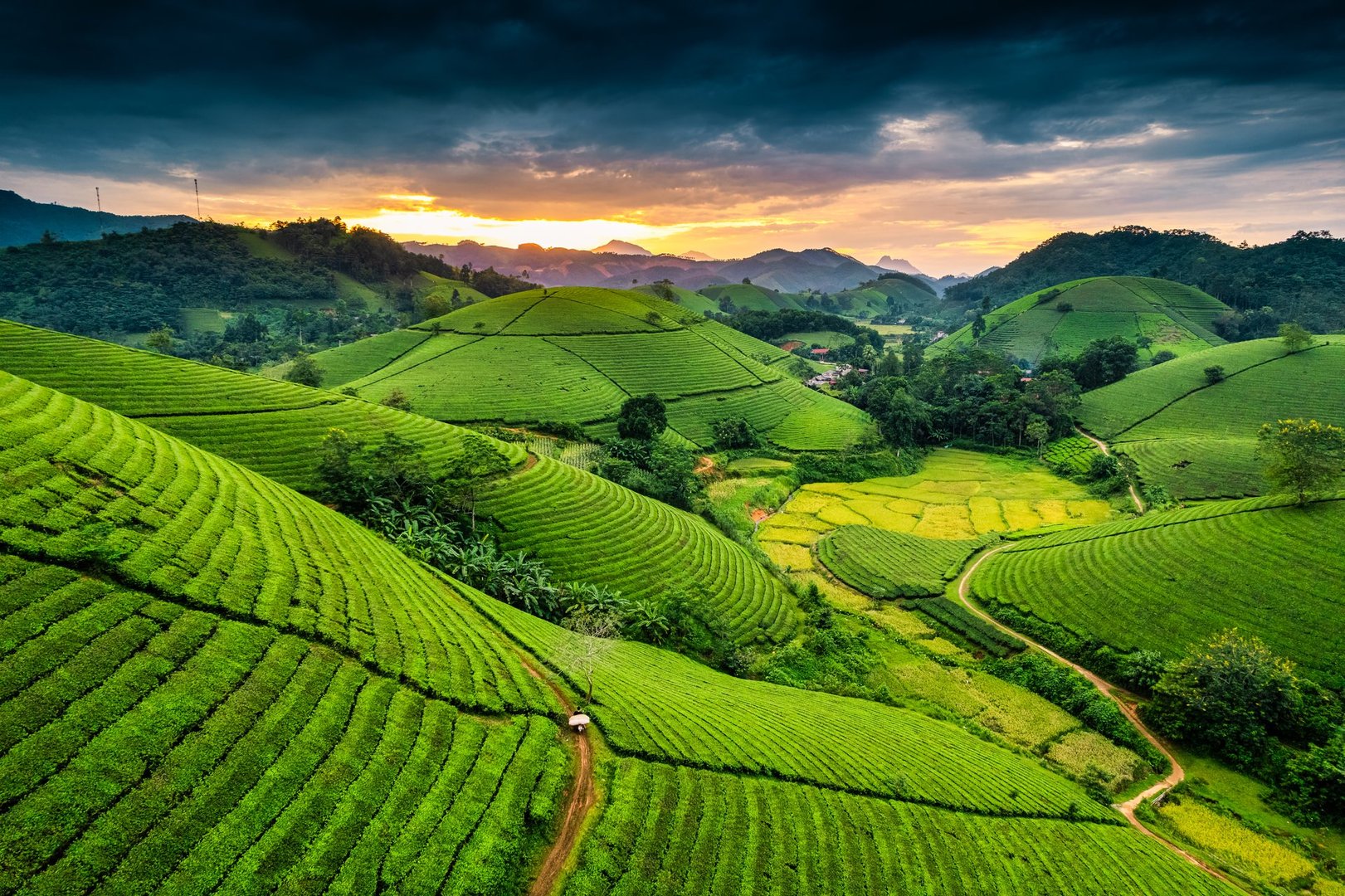 Aerial view of Lush green Long Coc tea plantation hill during harvest season in the evening at Phu Tho, Vietnam
