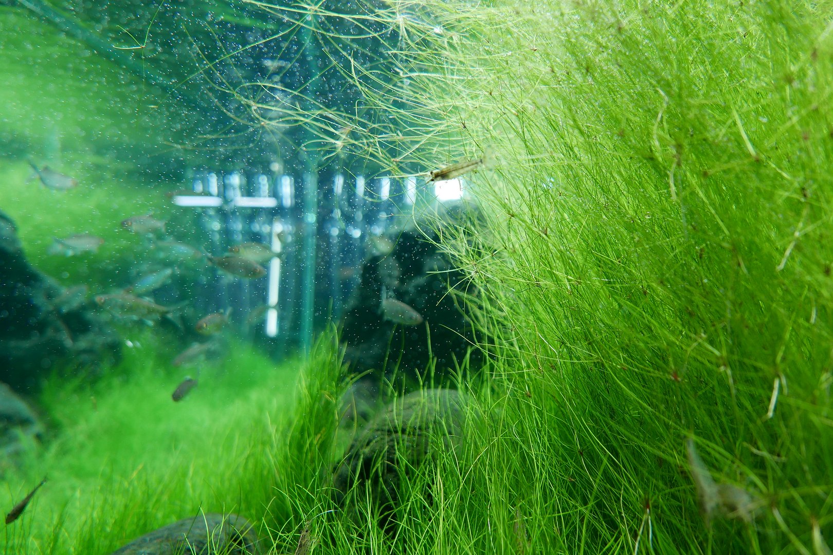 Aquascape Carpet Plant Design - Lush Green Underwater Meadow with Natural Plant Layout