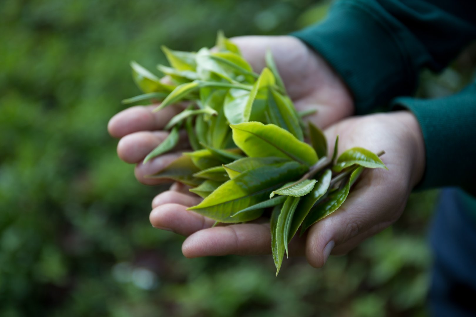 Fresh green tea organic farm with lush garden and healthy plants