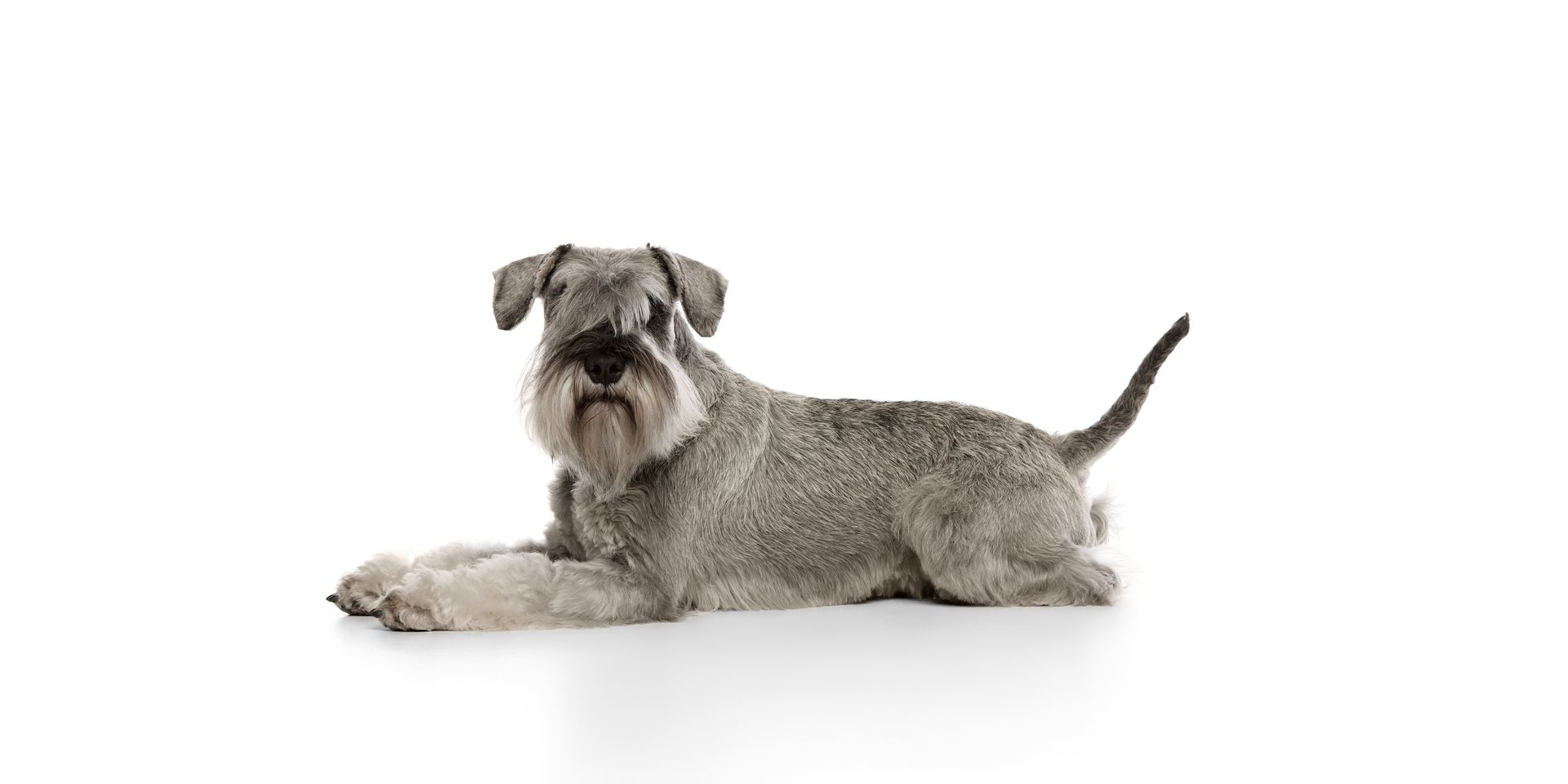 Serious, purebred, smart pet, Miniature Schnauzer calmly lying on floor and looking at camera isolated on white background. Concept of domestic animals, pet care, vet. Copy space for ad
