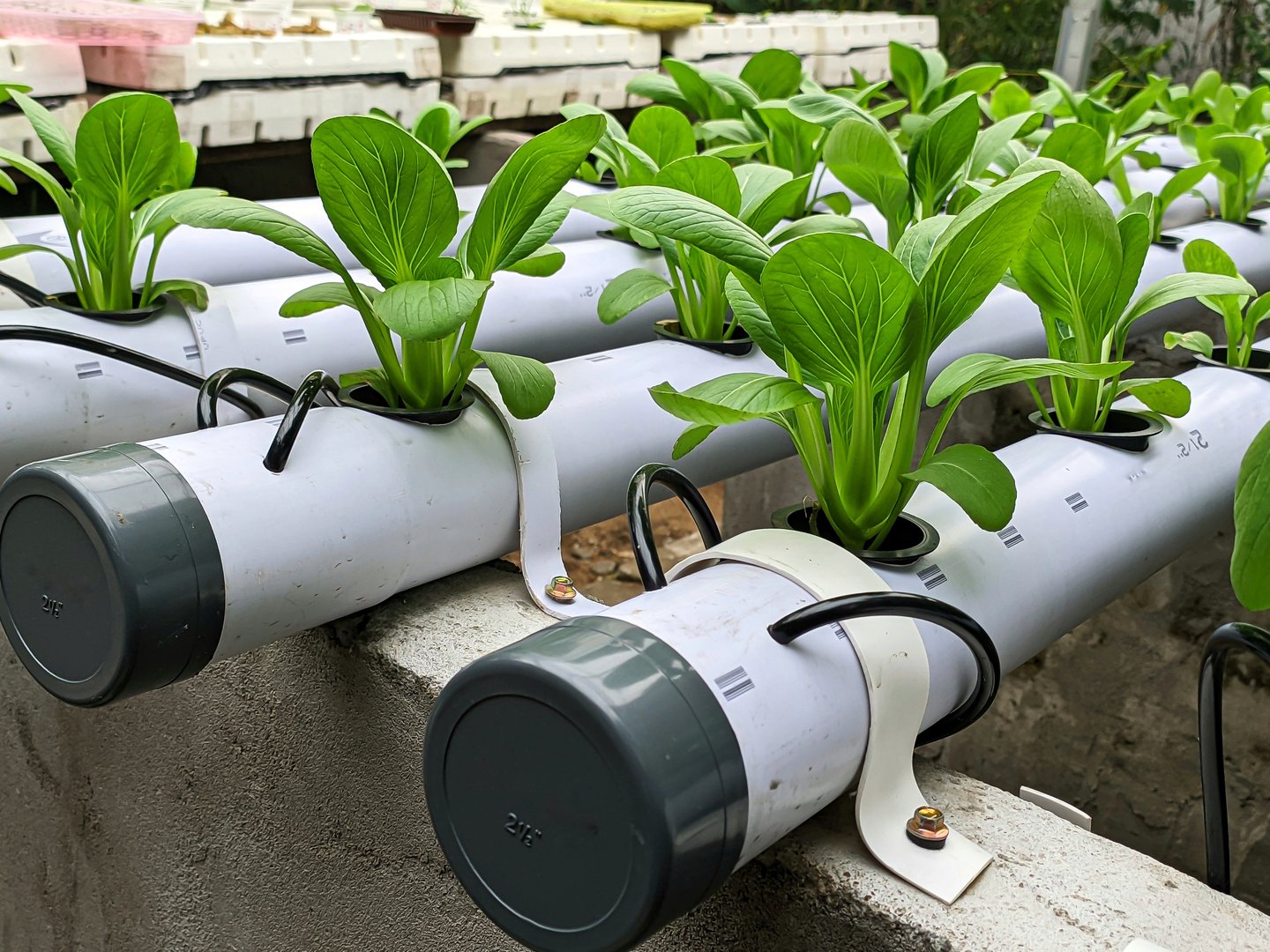 Growing Bok choy vegetables using a hydroponic system, using pipes.