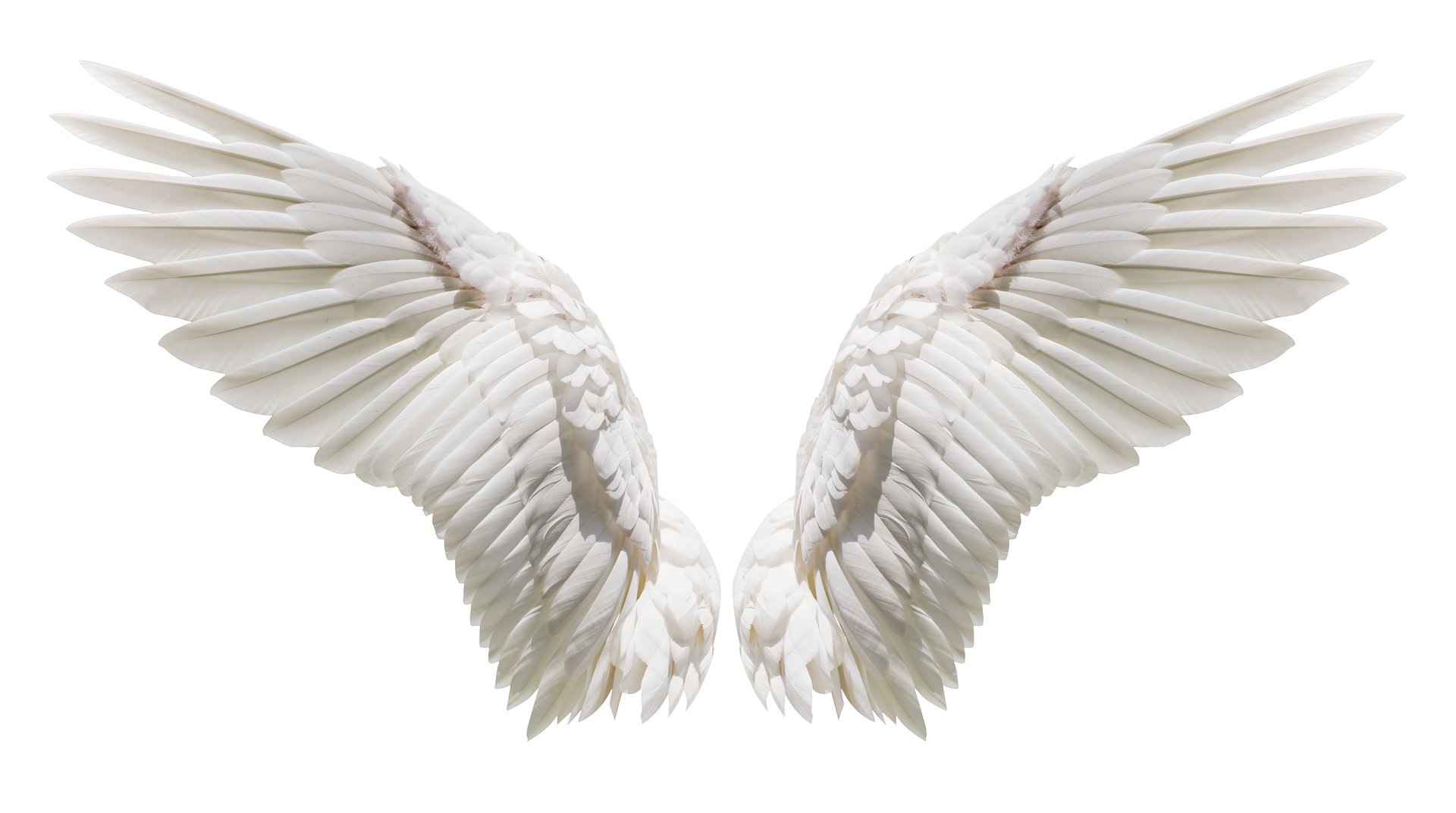 Angel wings
