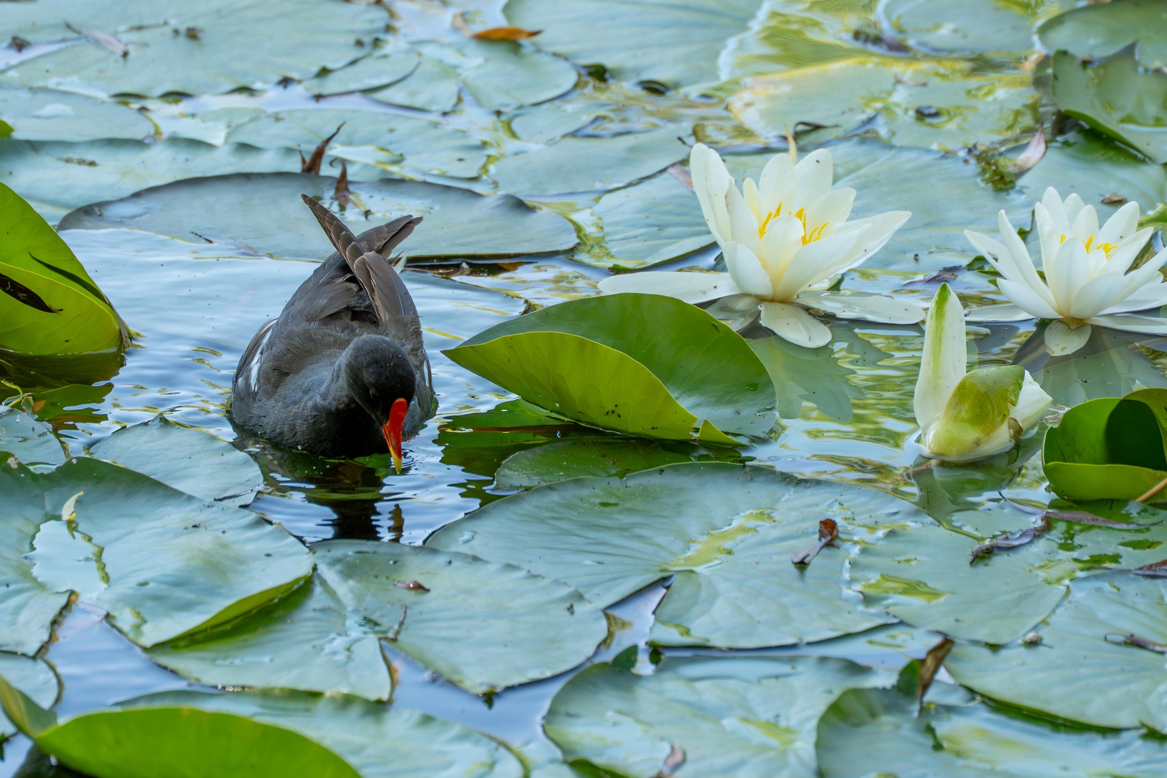 A water bird with a red beak swims among many white water lilies. The surroundings are green and peaceful.