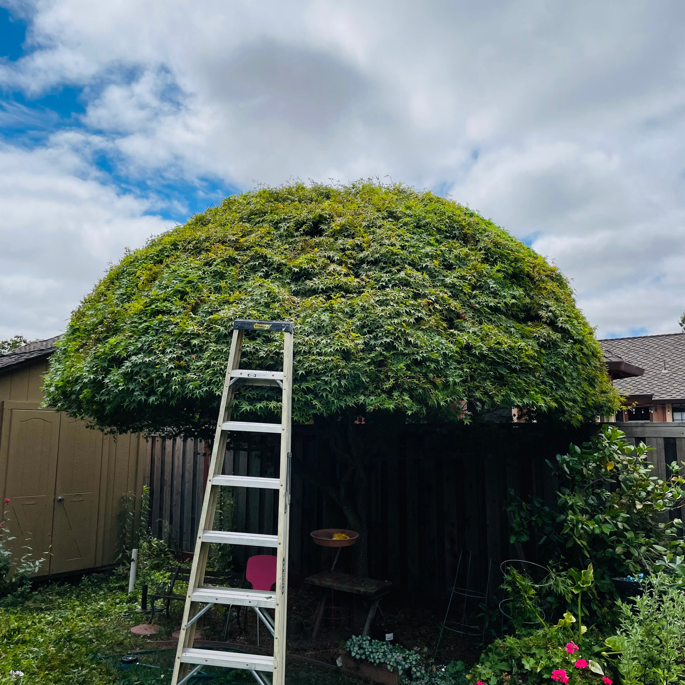 Tree trimming service