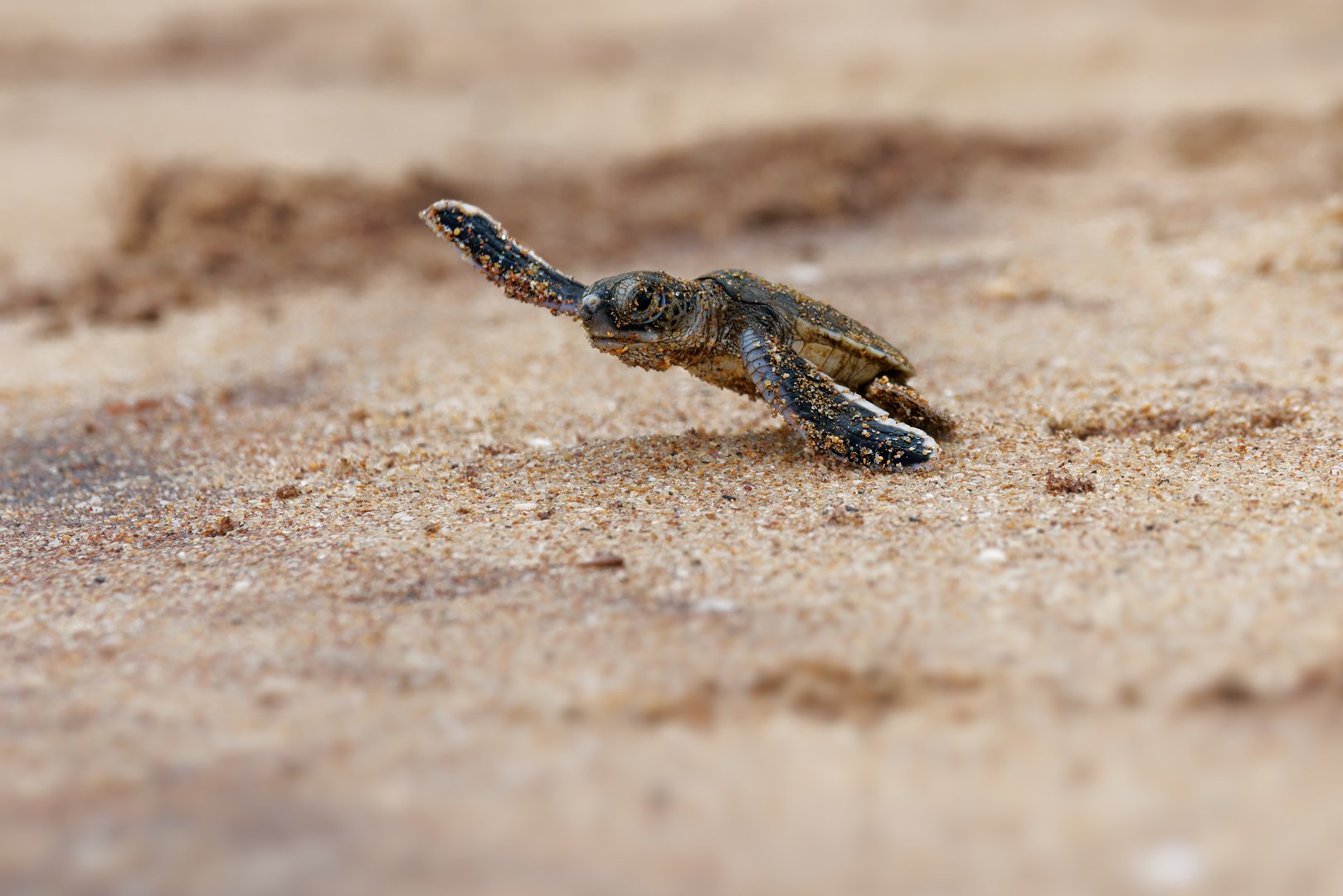 Green sea turtle Chelonia mydas also black (sea) turtle or Pacific green turtle, sea turtle in Cheloniidae. new born hatchling running to the sea, attack of predators.