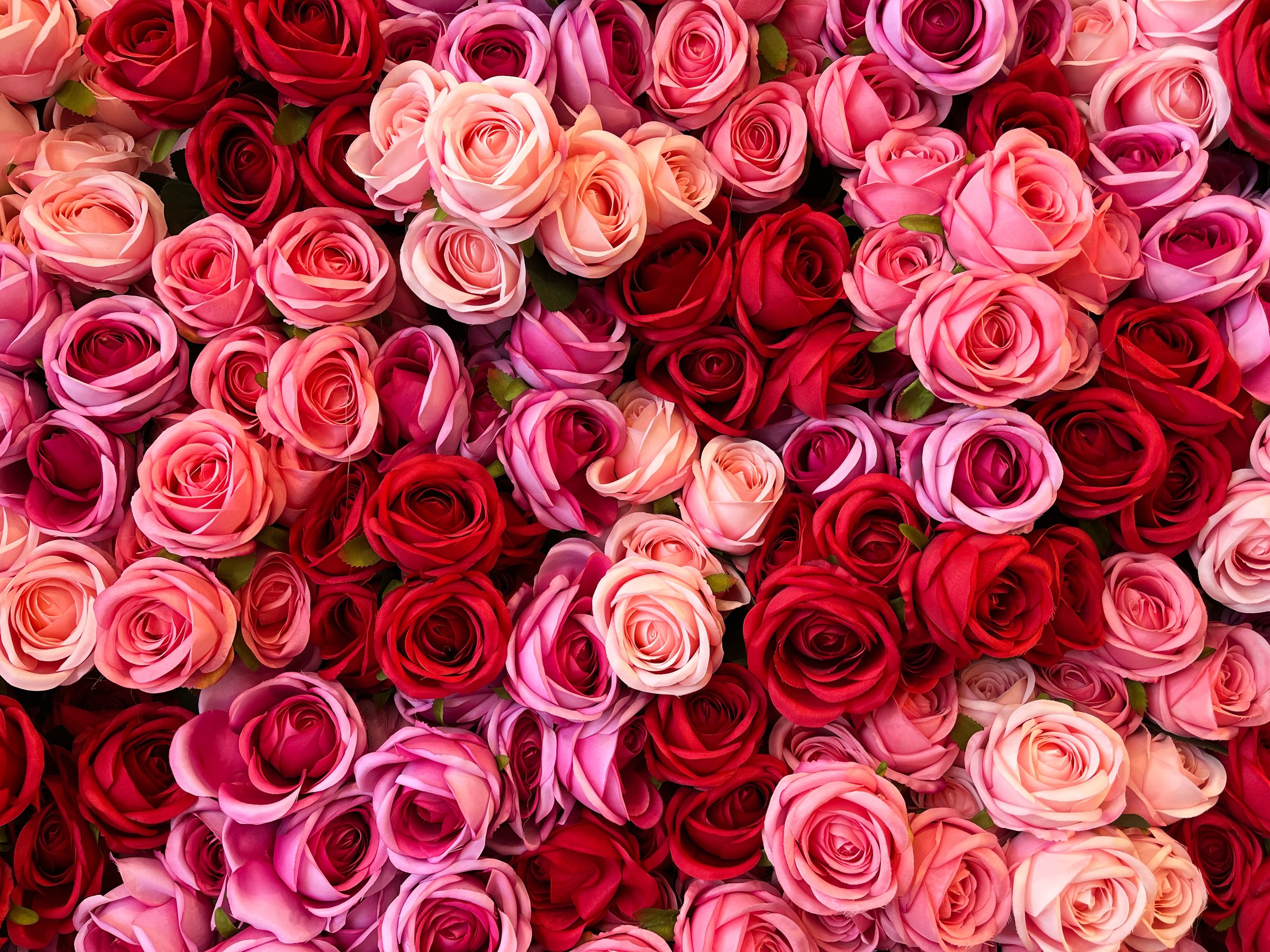 Background of red and pink roses in a floral arrangement for Valentine's Day
