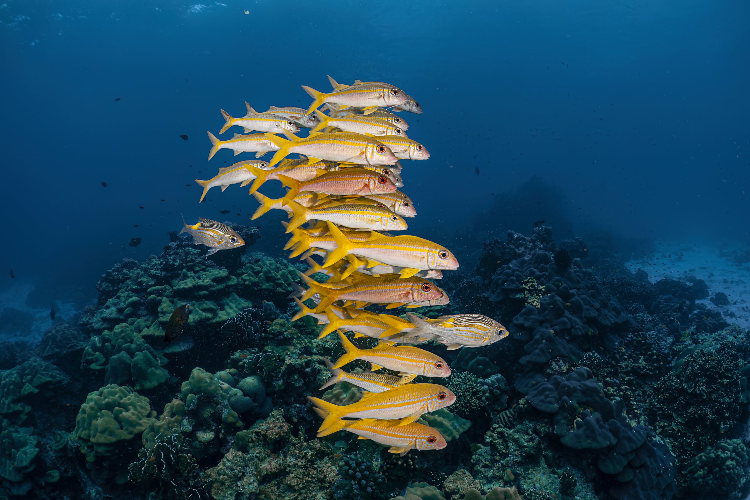 Beautiful group of yellow tail snapper fish underwater photography marine biology in deep dive blue water with coral reef background landscape in concept of diversity of ecosystem under the sea