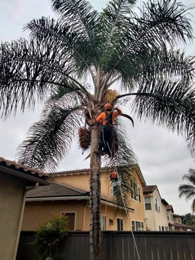 Palm Trimming - San Diego County