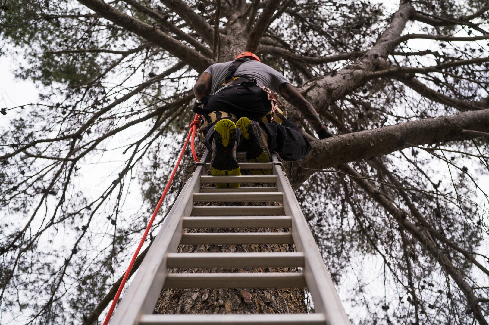 Tree surgeon climbing a ladder secured to a tree trunk, preparing for tree pruning and maintenance work