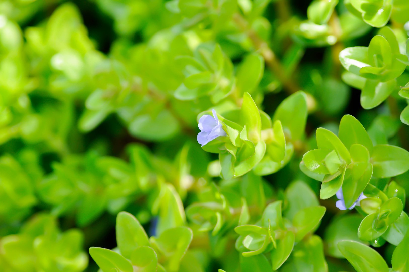 Giant Bacopa , Water Hyssop or Bacopa caroliniana or  Scrophulariaceae or purple flower