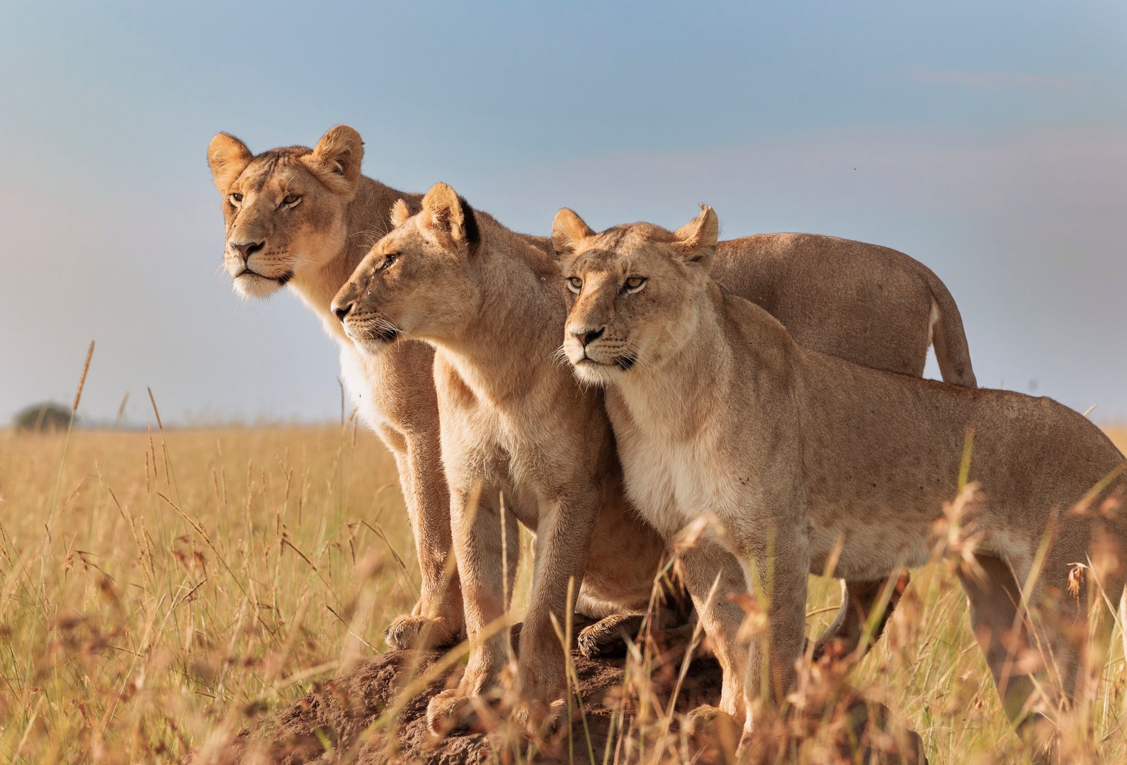 Three lions stand alert in the tall grass, observing their surroundings under the vast sky at dusk, showcasing the beauty of the African landscape, Masai Mara National Reserve in Kenya