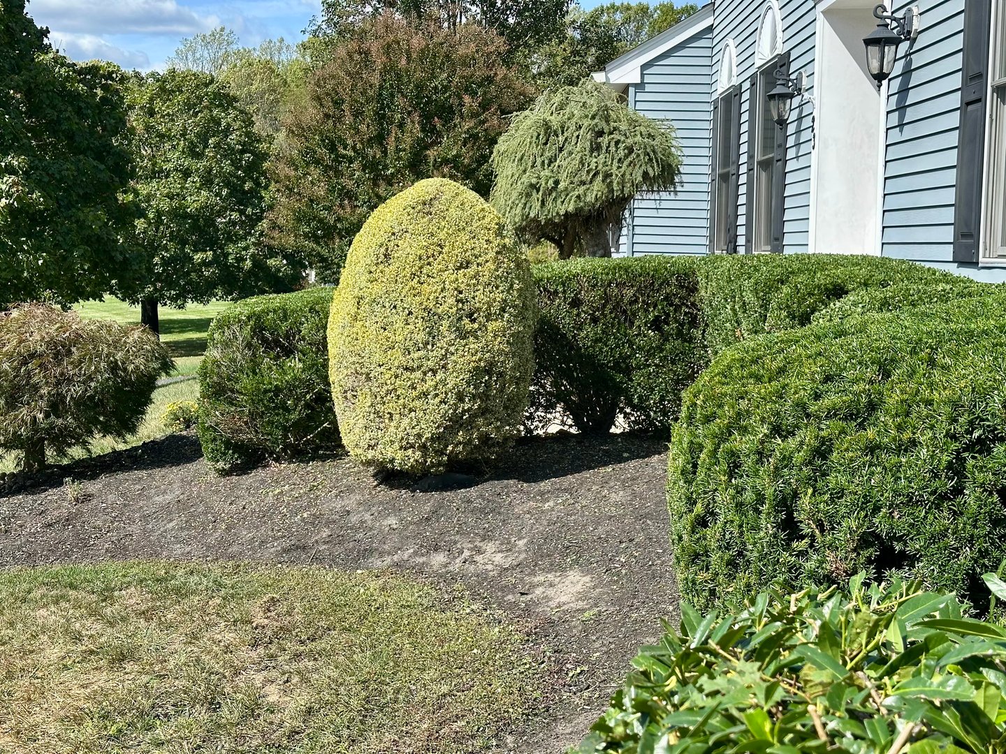 Professional tree and shrub trimming service