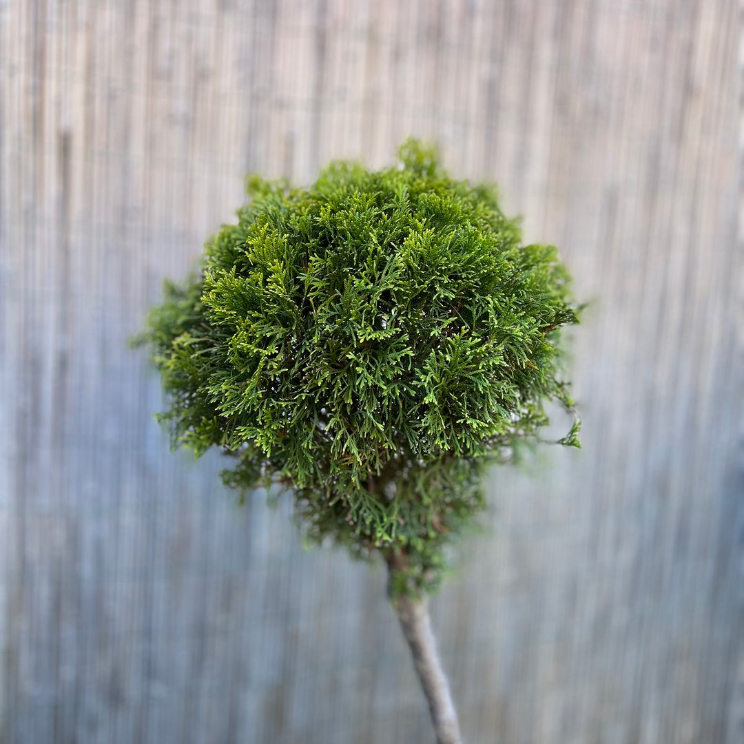 Collection of beautiful urban trimmed trees isolated on white background. Realistic 3D render. 3D illustration.