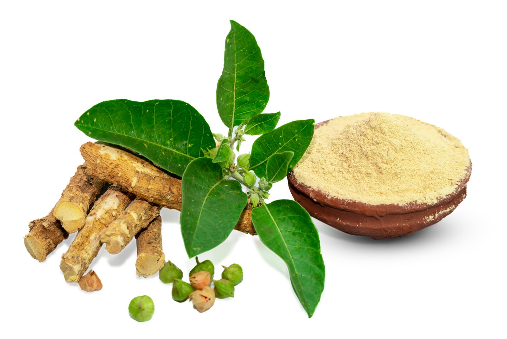 withania somnifera ( Ashwagandha) dried root, Root powder, green leaves herbal plants. withania somnifera isolated on white background