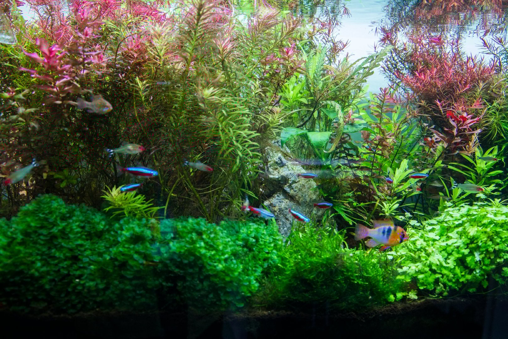 Professional Dutch style planted freshwater aquarium with cardinal tetra fish and platinum angelfish, featuring organized plant groups, geometric aquascaping layout, and classic Dutch terracing design