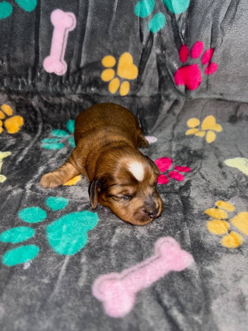 A brown puppy sleeping on a blanket with colorful paw and bone patterns.