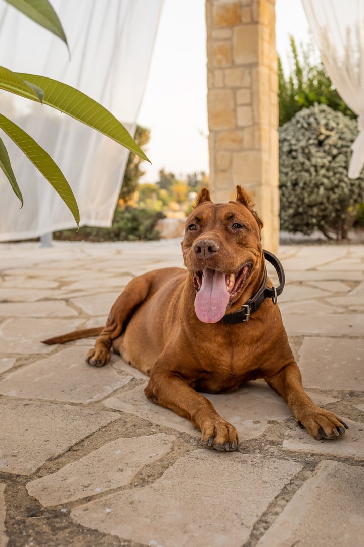 Cane corso dog outdoors. Serious aggressive purebred dogs close-up.