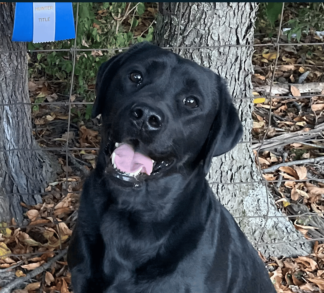 Rumor - Working Guide Dog