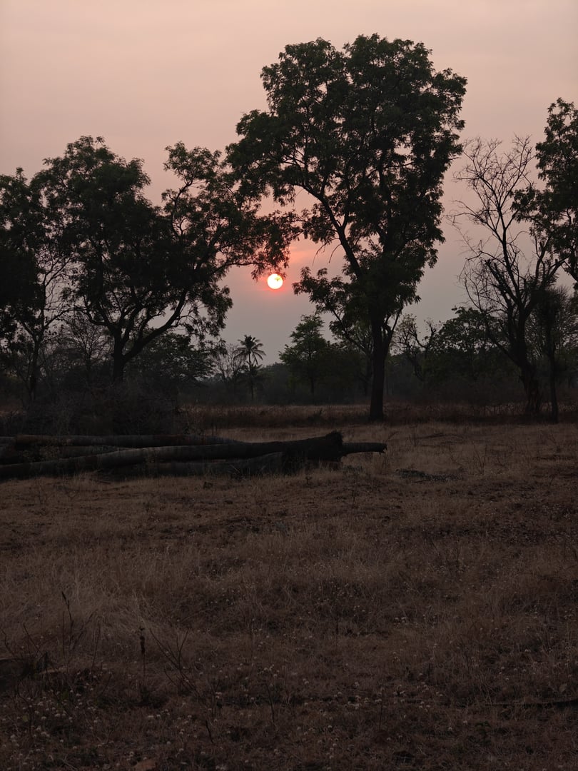 Sunset view with trees silhouetted against a colorful sky, casting long shadows on a dry, grassy landscape.