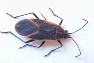Boxelder Bugs identification guide