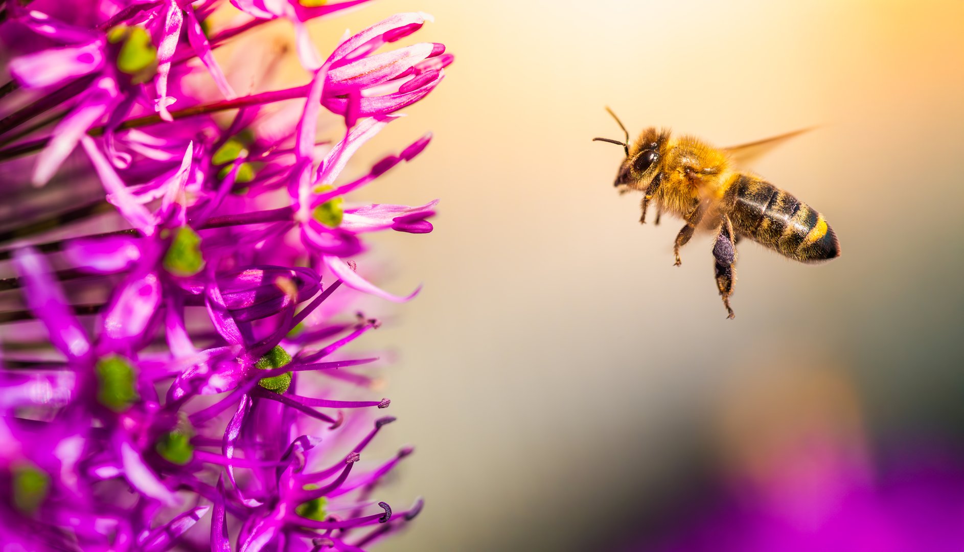 A bee is flying towards a purple flower