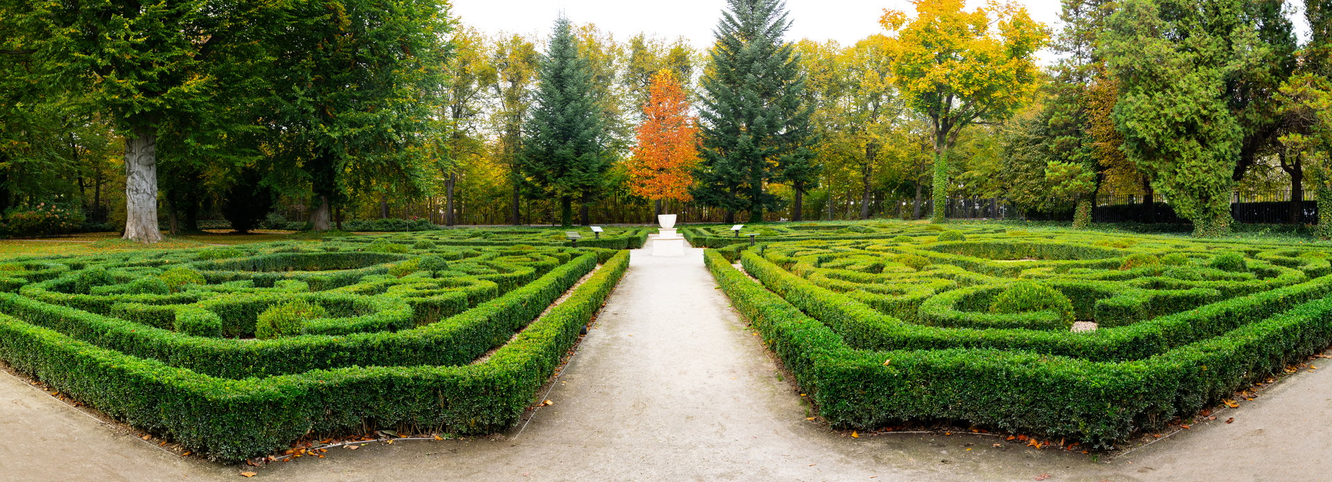Beautiful trimmed boxwood in the historic Oliwa park in Gdansk