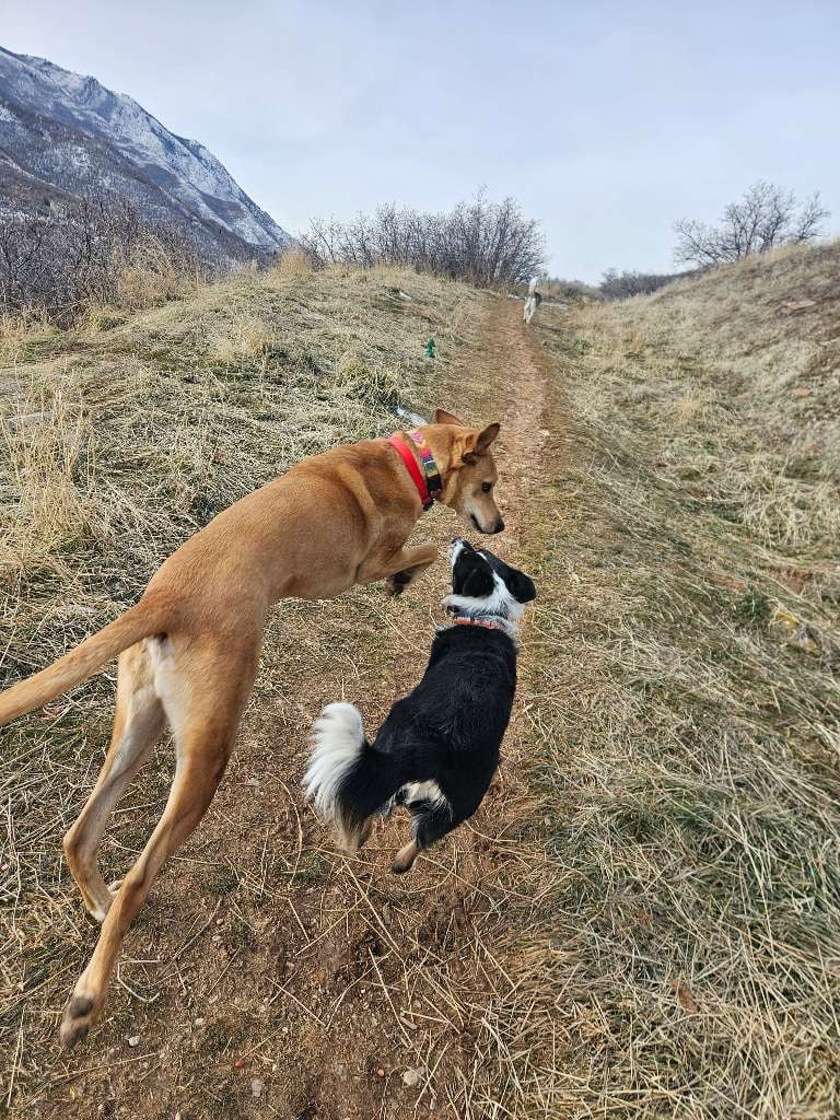 Dogs playing on hike in Salt Lake City